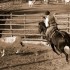 Tarquinia, cowboy per un giorno alla Festa della Merca: dal 23 al 25 aprile a Roccacaccia
