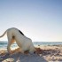 Vacanze con Fido: ecco le spiagge aperte anche ai nostri amici a quattro zampe