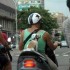 Animali in vacanza: niente cani in moto, neanche con il casco
