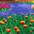 Germania, paese di poeti e filosofi al parco floreale Keukenhof dal 24 marzo al 20 maggio