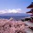 La primavera in Giappone tra gli alberi in fiore