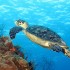 Vacanze 2011 e immersioni: dove andare?