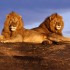 Safari in Kenya: quale binocolo portare?