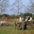 India: al Kaziranga National Park in cerca del rinoceronte unicorno
