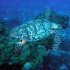 Messico: dove fare immersioni e snorkeling?