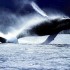 Viaggio in Brasile: in autunno per il whale watching