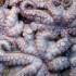 Zanzibar, cucina swahili: il polpo in salsa di cocco