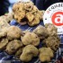 Fiera Nazionale del Tartufo Bianco di Acqualagna:fervono i preparativi