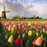 Olanda: un viaggio nel mondo dei souvenir