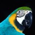 Viaggio da sogno in Brasile alla scoperta della flora e della fauna locale