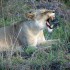 Zimbabwe: il Mana Pools National Park, Patrimonio dell’Umanità