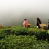 Tour delI’India: gustando il tè di Darjeeling