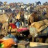 In India a novembre 2011: alla Fiera dei Cammelli di Pushkar
