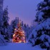 Alberi di Natale: ecco dove sono i più belli