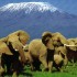 Safari in Kenya: una esperienza indimenticabile