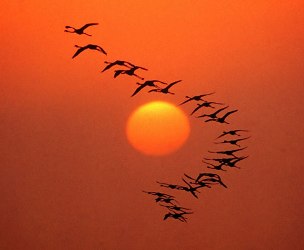 Africa Orientale - Tanzania I fenicotteri del Lago Natron