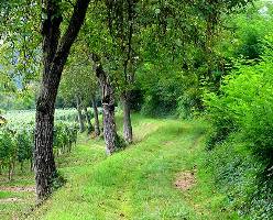 Vacanza in agriturismo a La castagnola in Piemonte (Cassano Spinola - Alessandria)