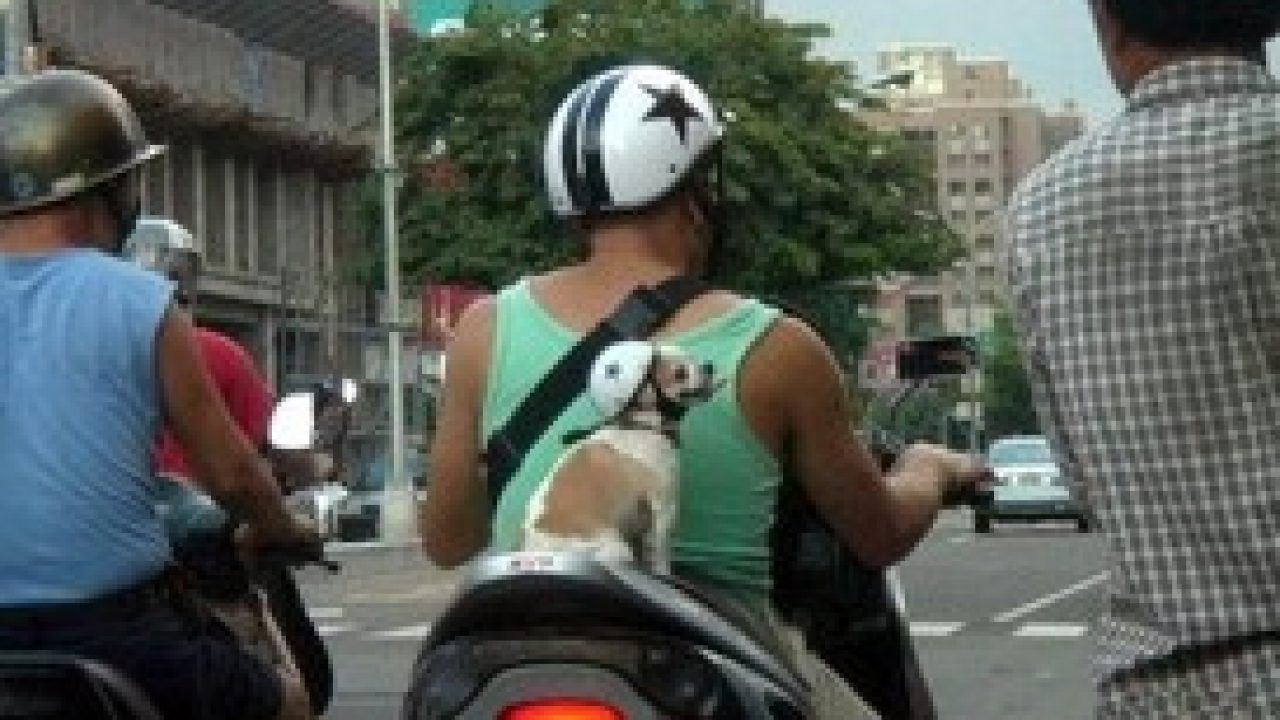 Animali in vacanza: niente cani in moto, neanche con il casco |  Mondoviaggiblog